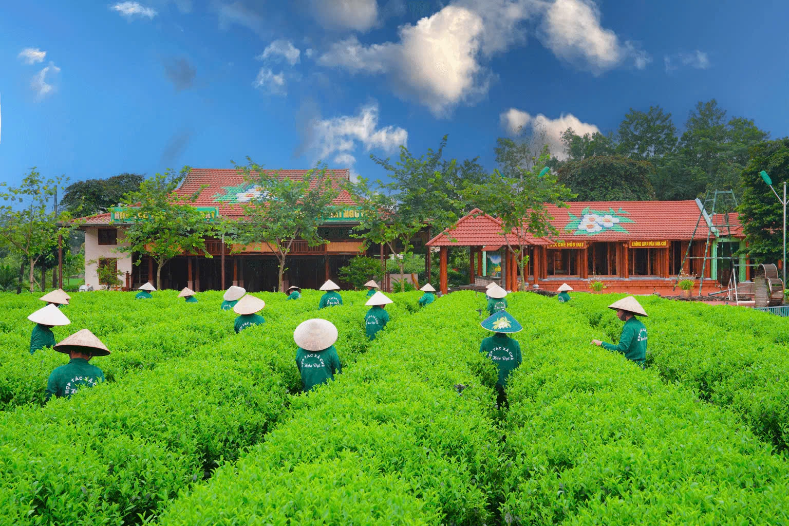 Festival Trà Quốc tế - Thái Nguyên năm 2026: Hội tụ tinh hoa, nâng tầm thương hiệu Trà Việt