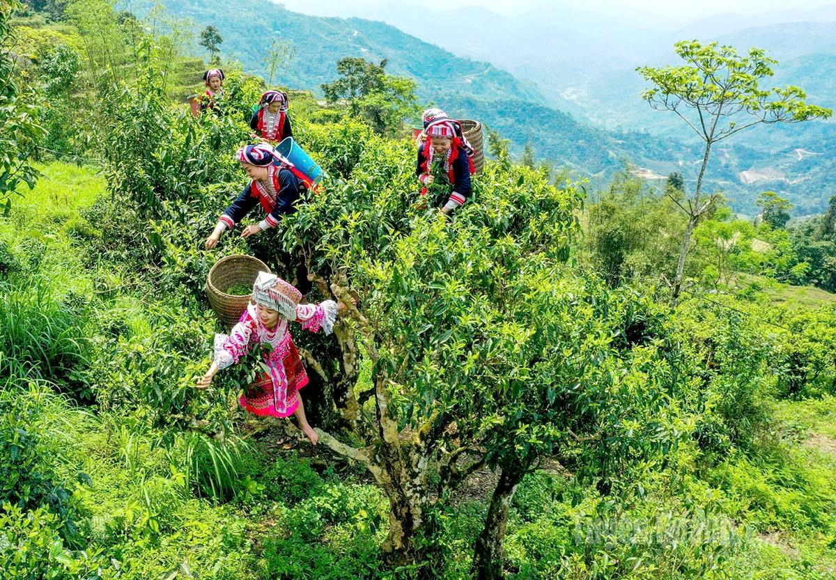 Festival Trà Shan Tuyết 2026