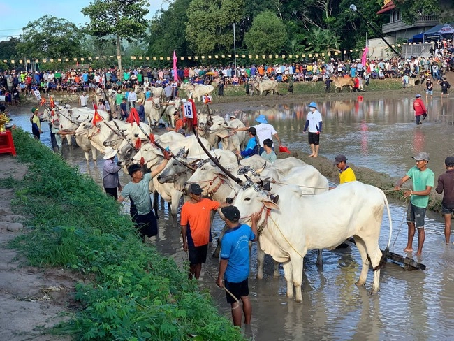 Lễ hội Đua bò Bảy Núi - Nét văn hóa Khmer ở An Giang
